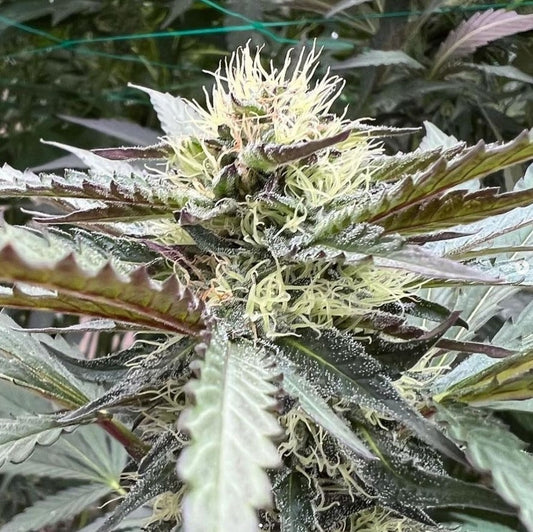 Best Fertilizer for Big Buds