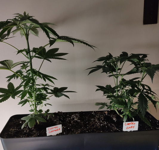 how to grow weed